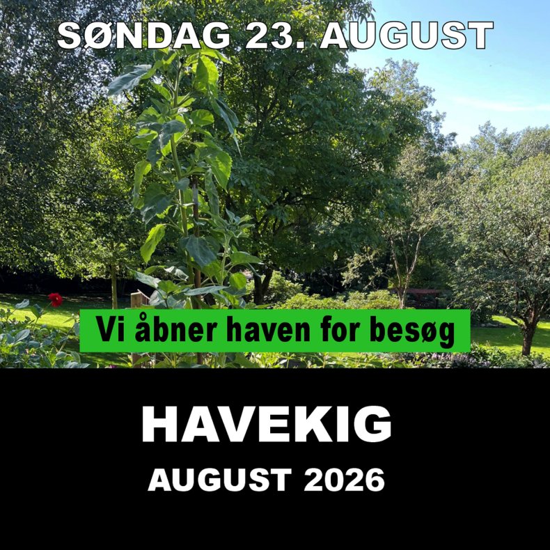 4. HAVE-KIG 23/8 2026