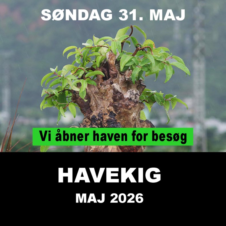 1. HAVE-KIG 31/5 2026